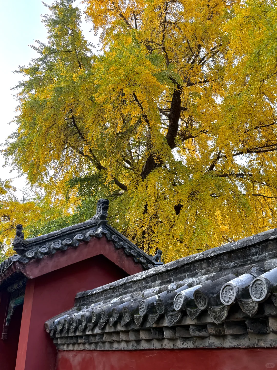 邹城｜秋日🍂小城香气