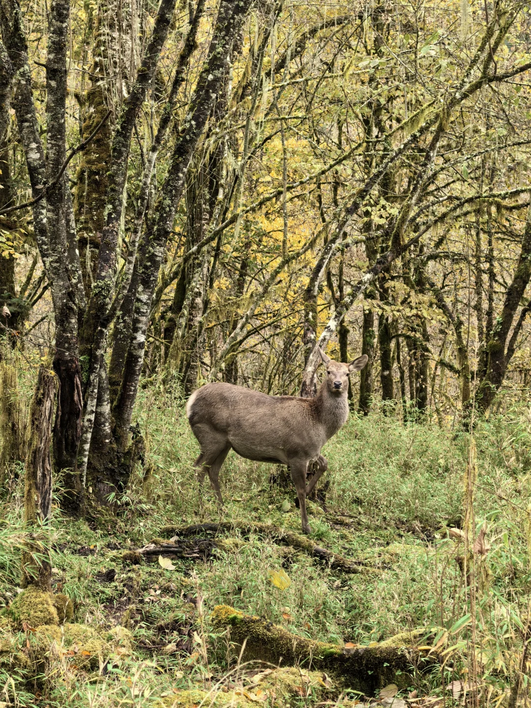 喇叭河的藏酋猴🐒 水鹿🦌 小熊猫