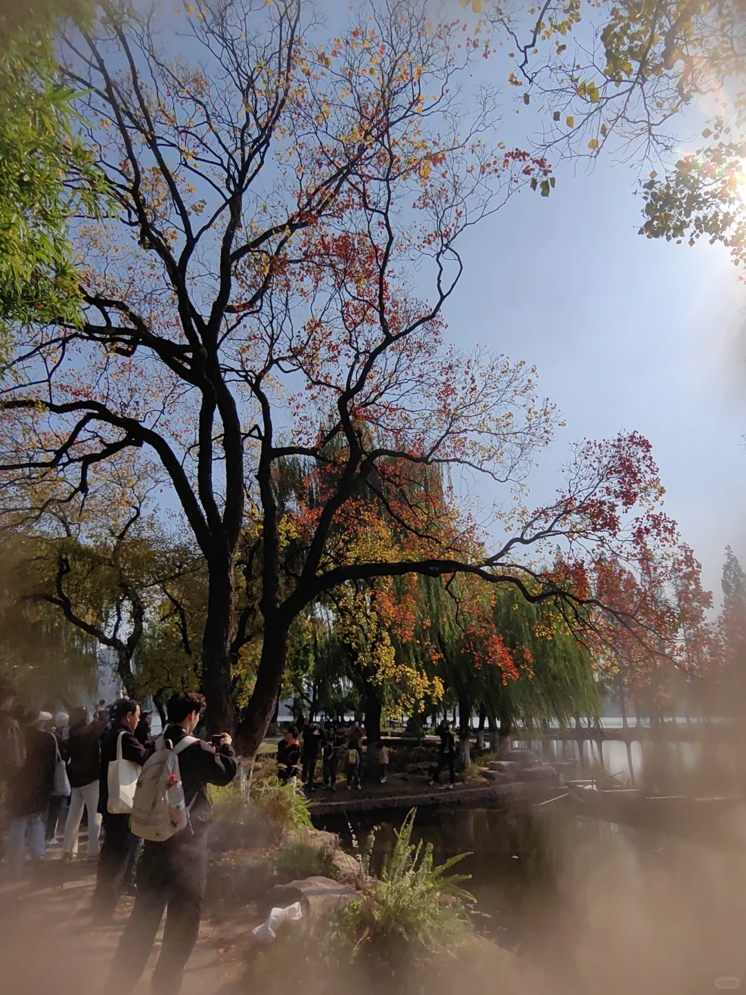 11/13，莫愁湖，乌桕实拍，还有天鹅和猫