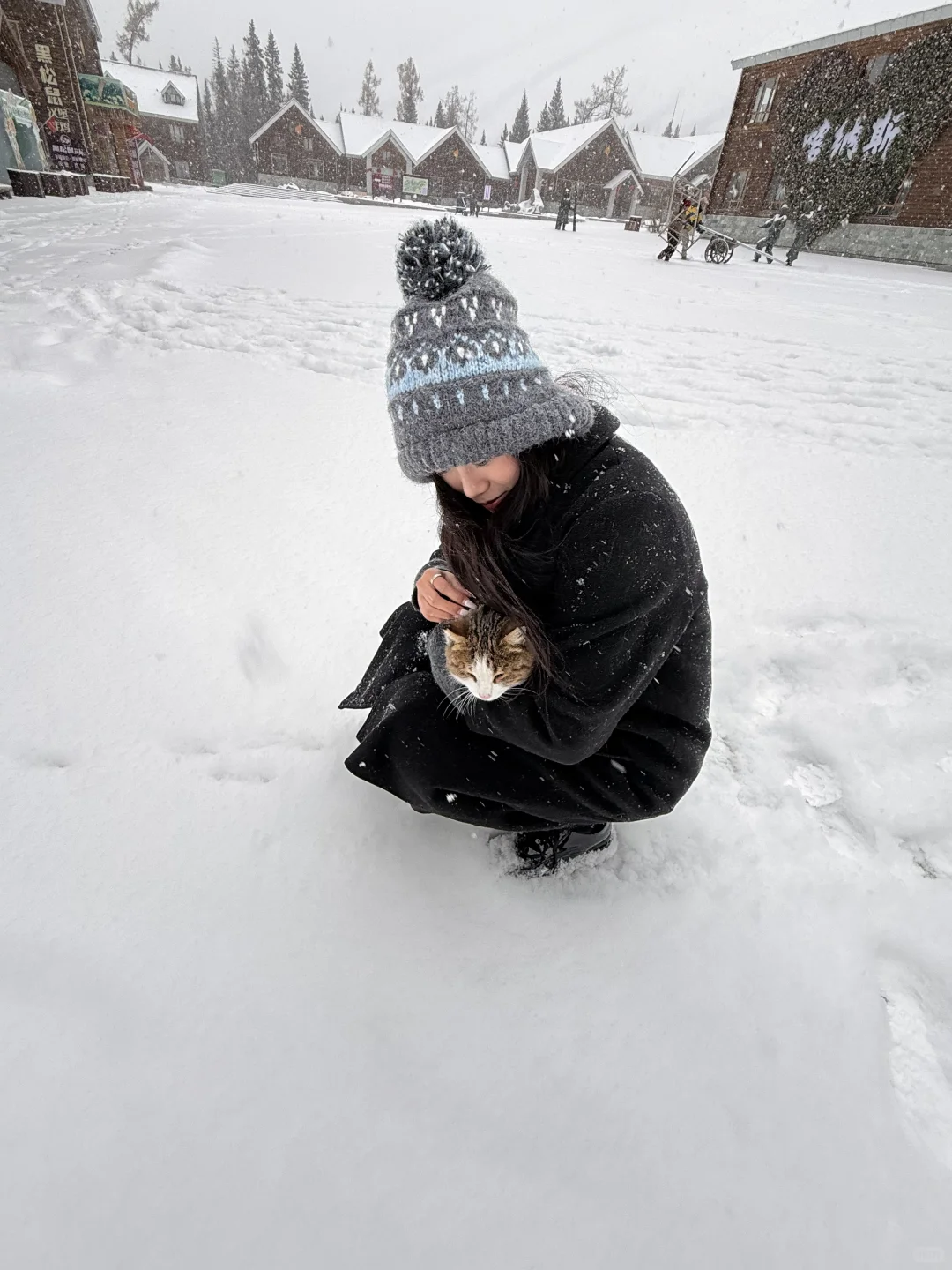 有没有人在喀纳斯游客中心见过这只小猫
