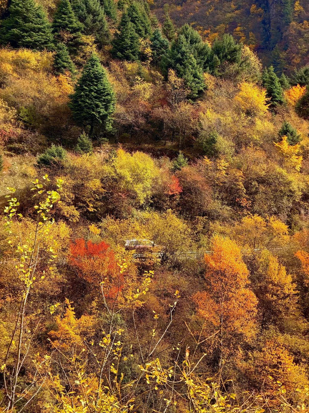 春秋假活动来啦！一起来牛背山赏彩林观雪山