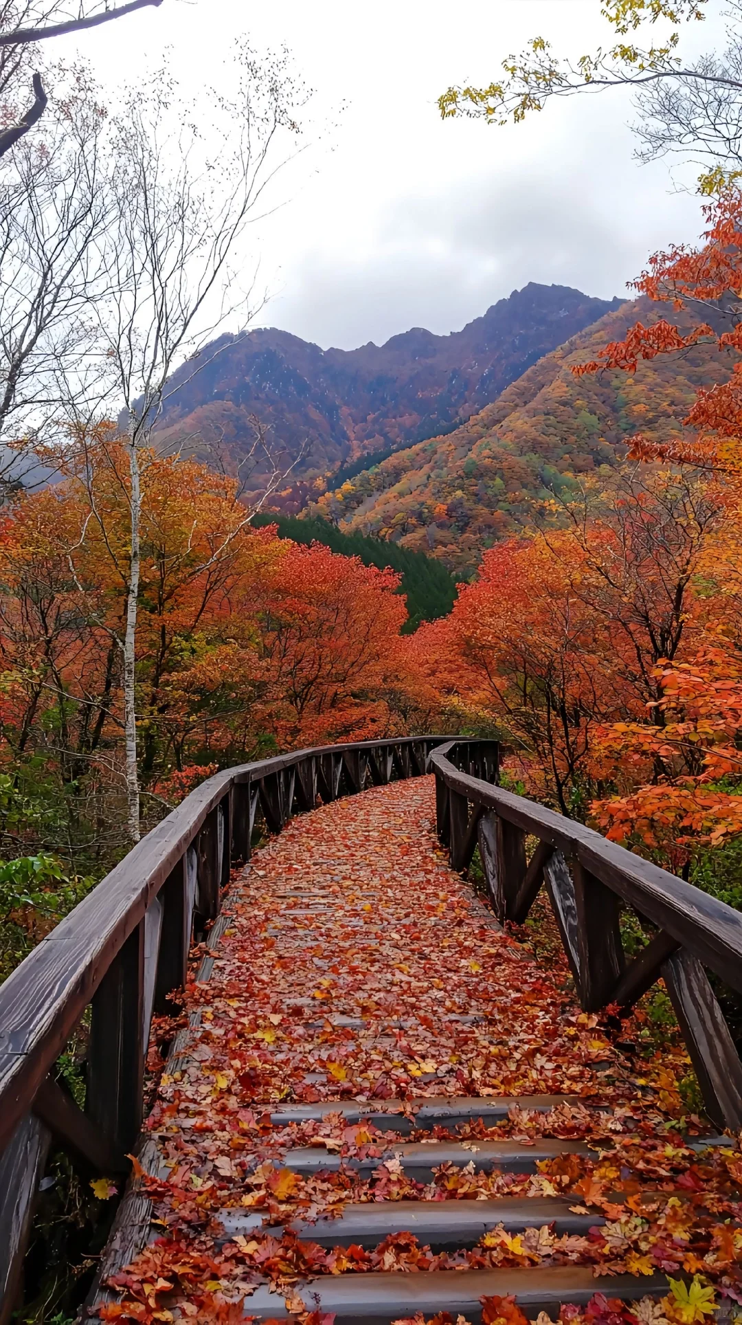 河南免费山顶小草原，不要门票！满山红叶