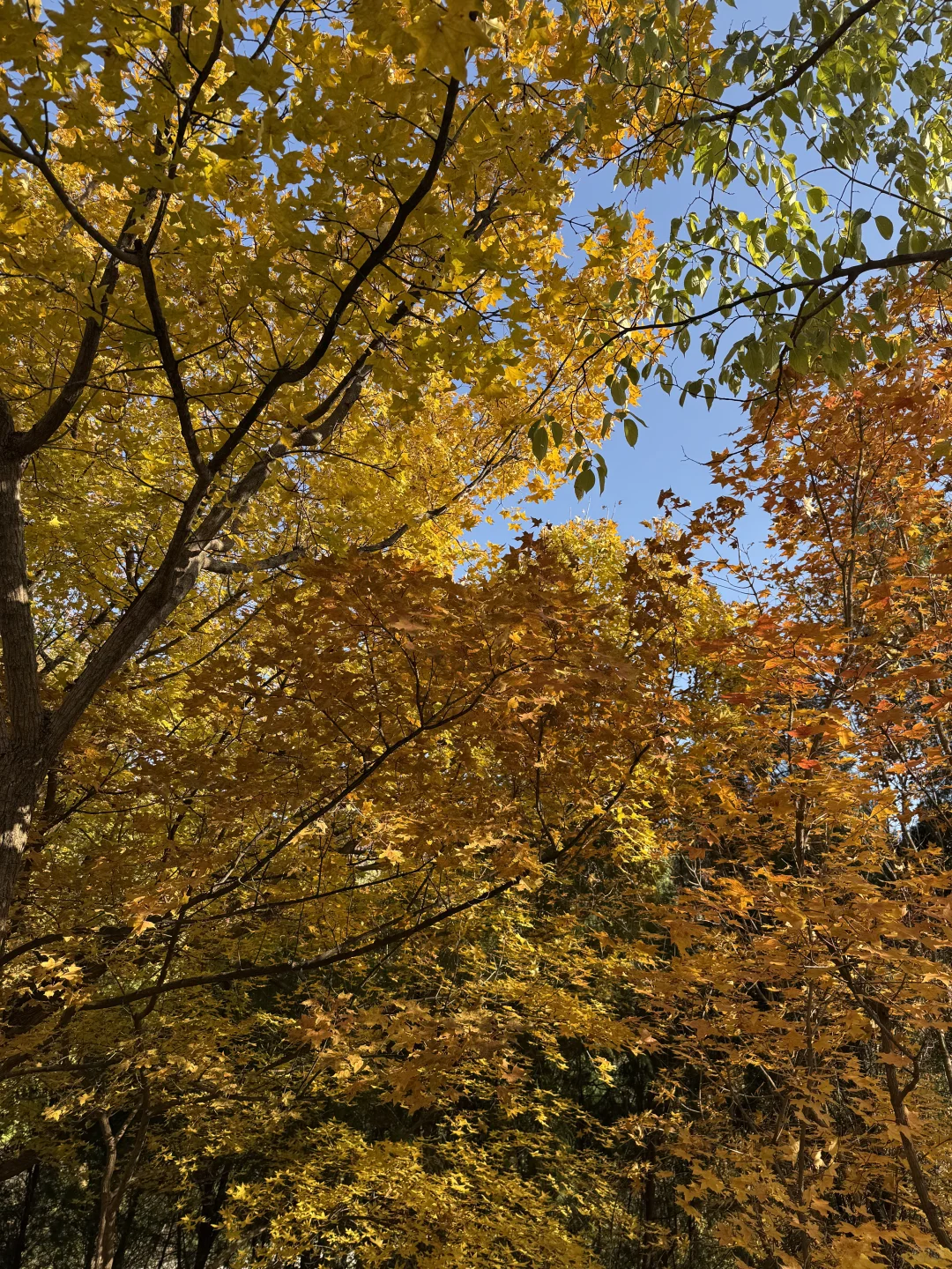 11.1🍂 济南红叶谷，来自秋天的浪漫