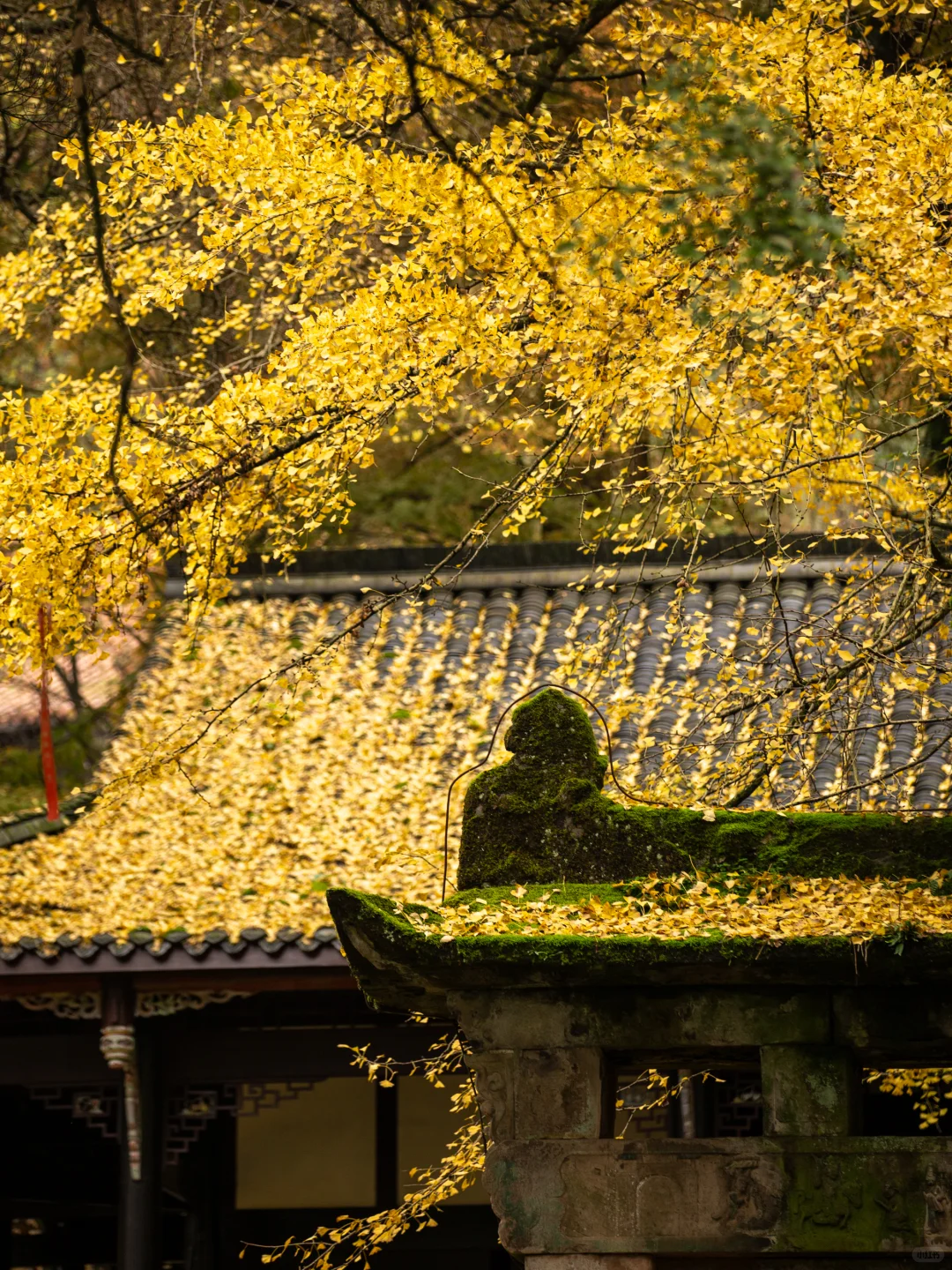 11.11实拍！灵岩寺的银杏浓度已100%！！