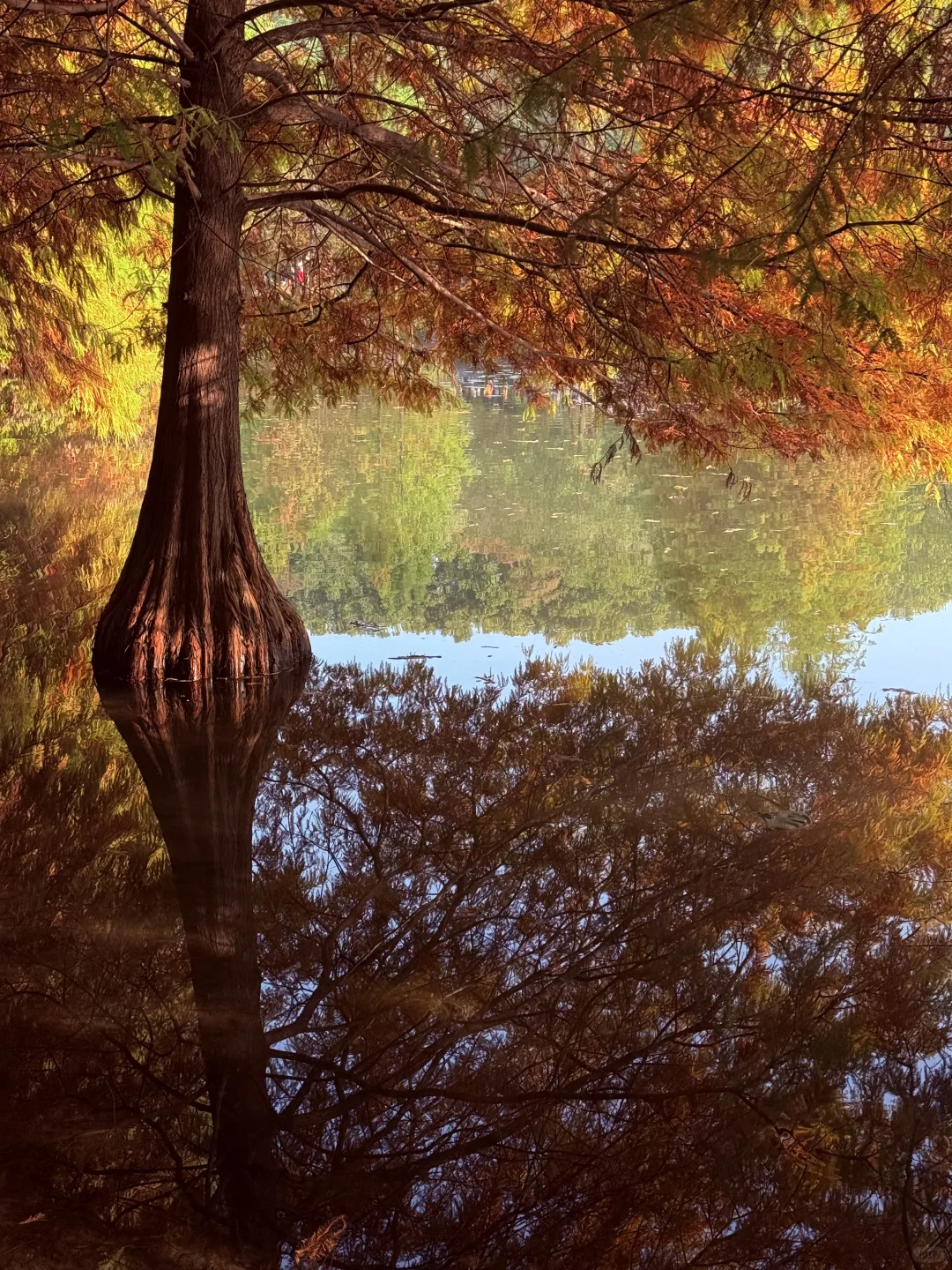 迷失在南京盛大的秋天里