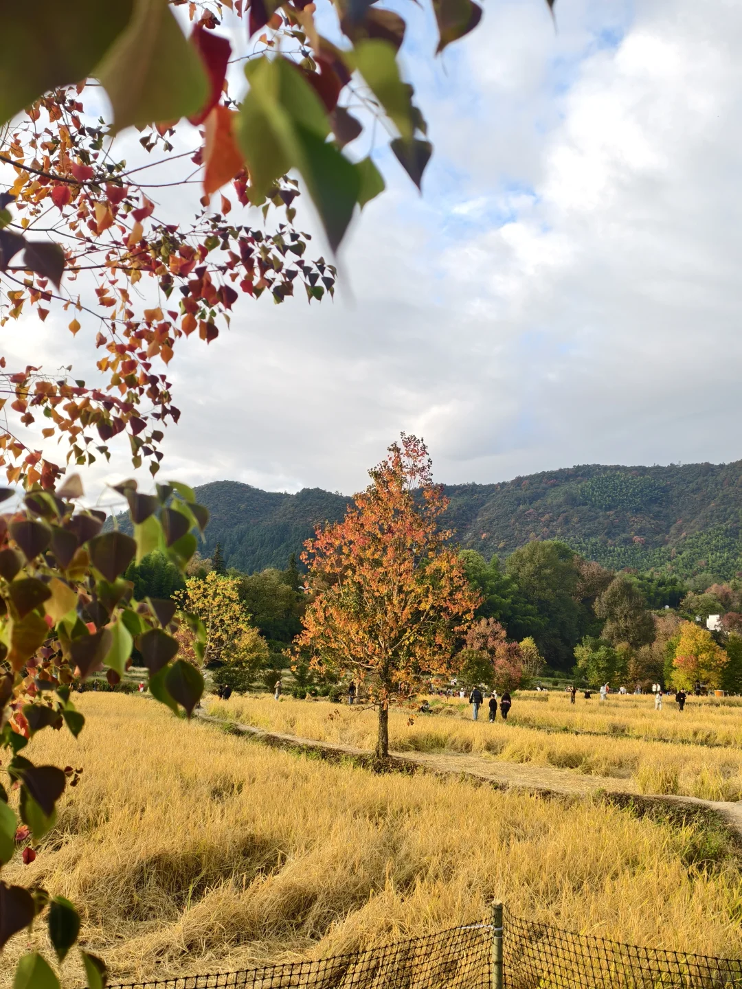 塔川的秋色美翻天～手机原图直出