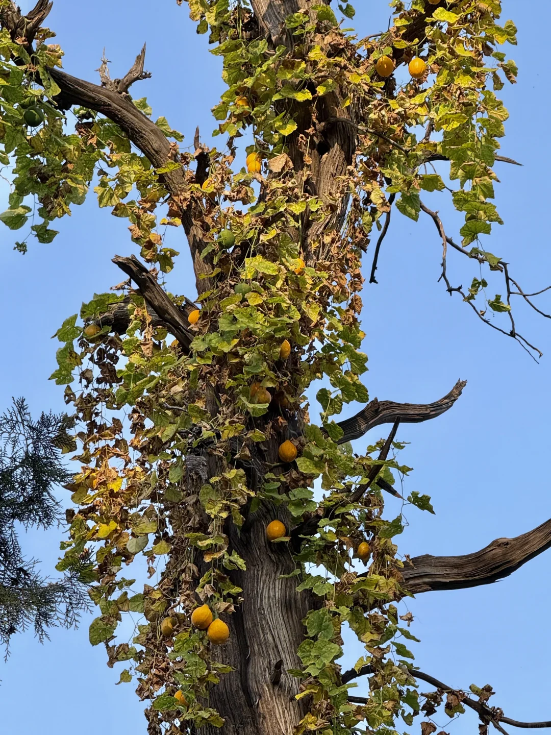 邹城｜秋日🍂小城香气