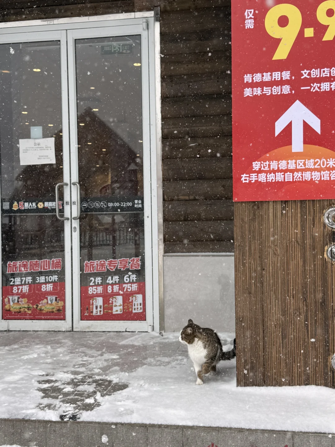 有没有人在喀纳斯游客中心见过这只小猫