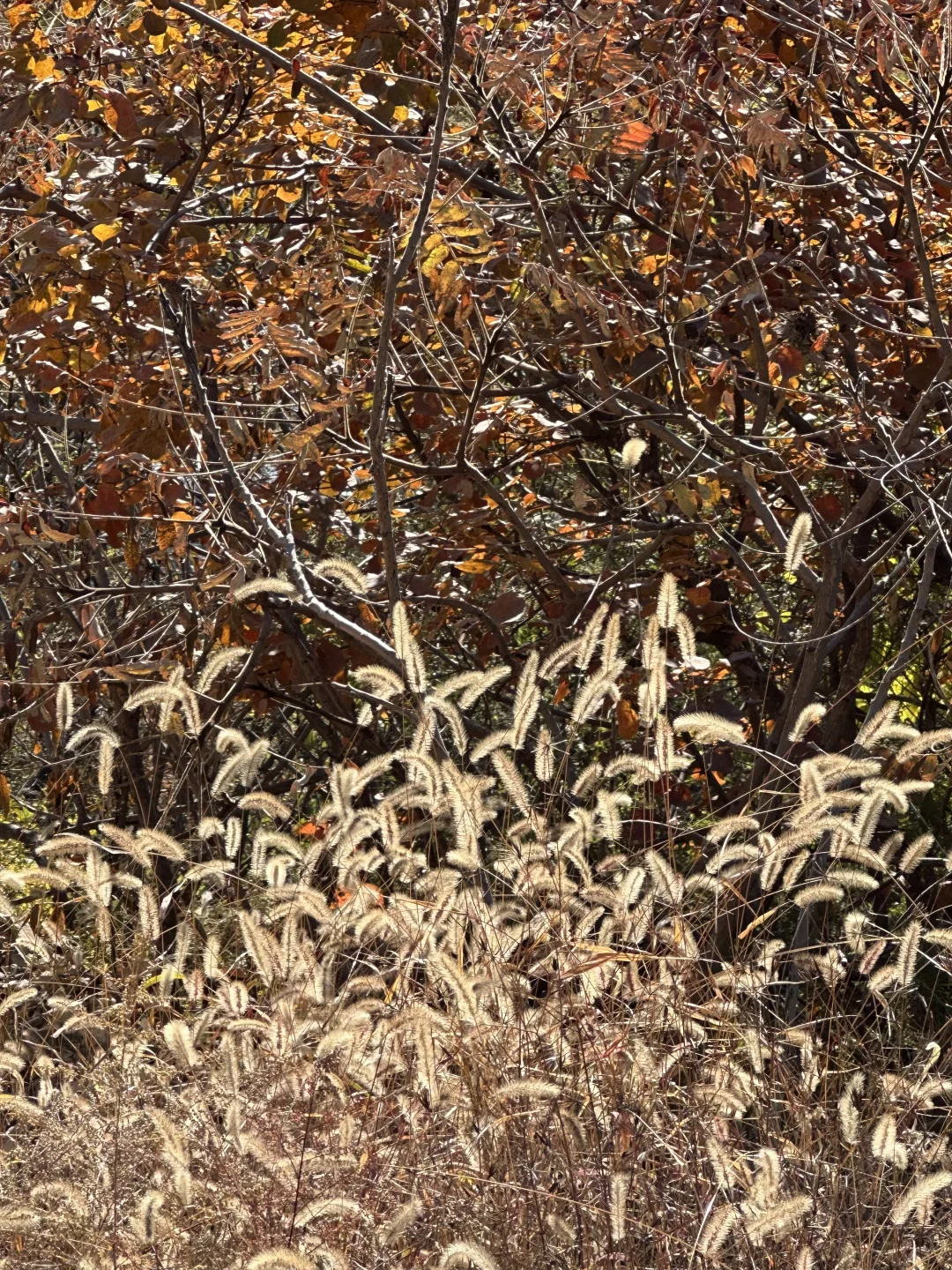 武安三门扇堵成一条线