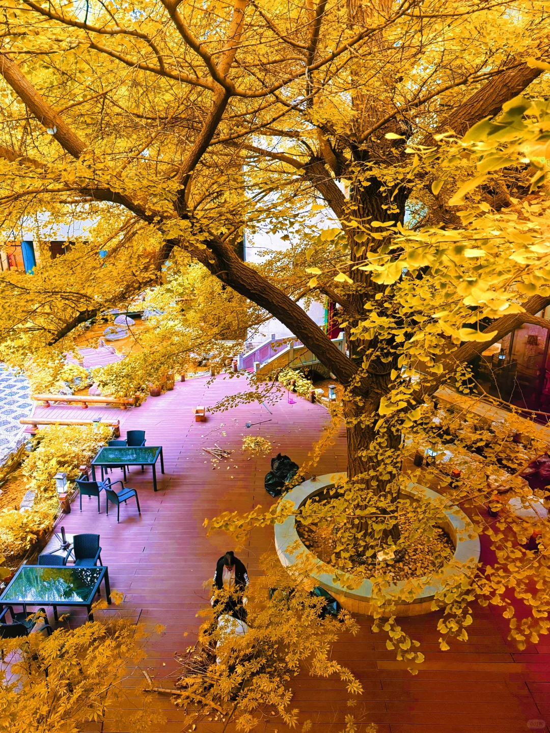 为了这18张图奔赴北平的秋天!📍附位置