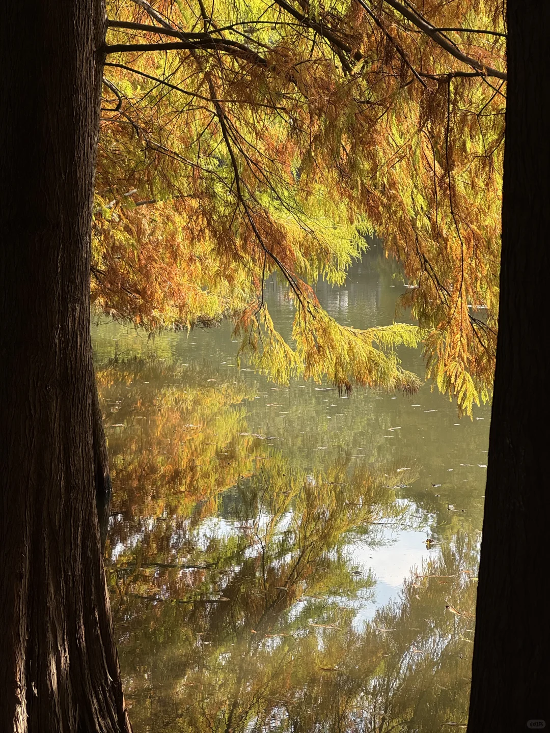 误入了落羽杉森林