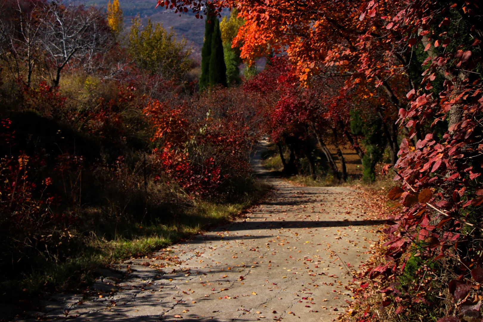 秋日绝美必去路线，济南小漓江红叶全攻略