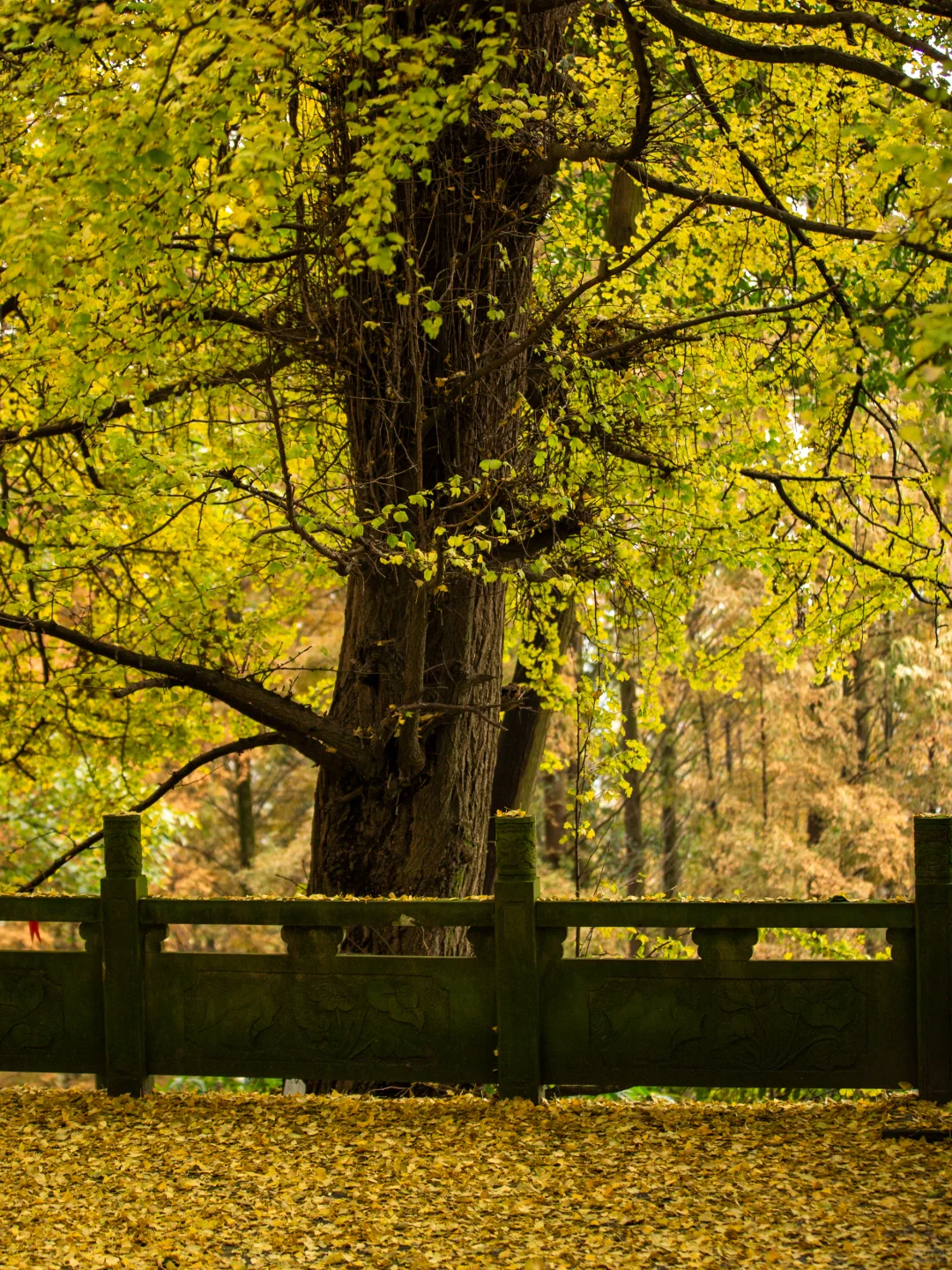 11.11实拍！灵岩寺的银杏浓度已100%！！