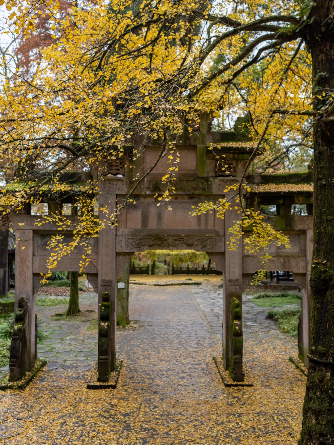 11.11实拍！灵岩寺的银杏浓度已100%！！