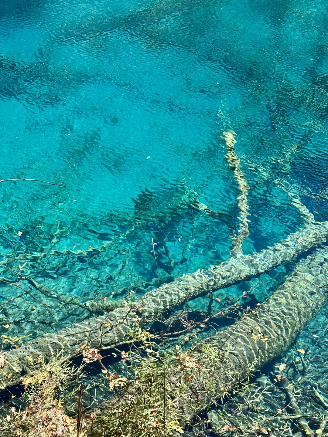 2025九寨沟,彩林最后的盛宴,明年再见👋🏻