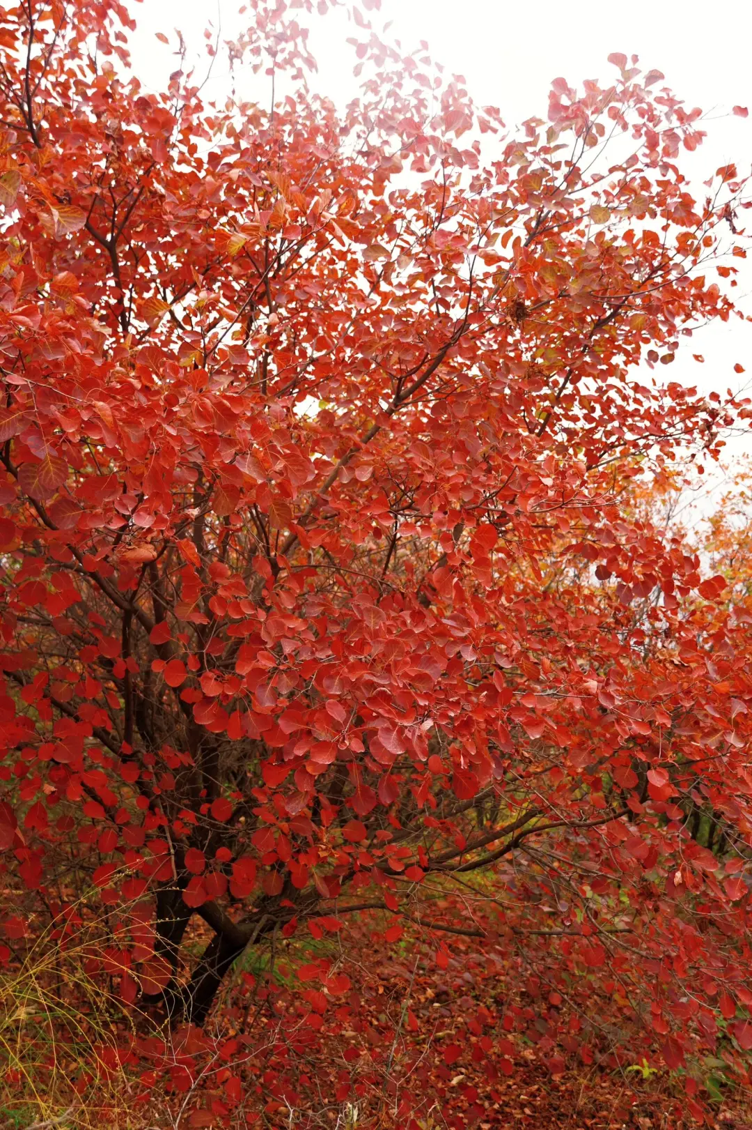 🍁许昌大鸿寨红叶暴击！这秋景美到失语！