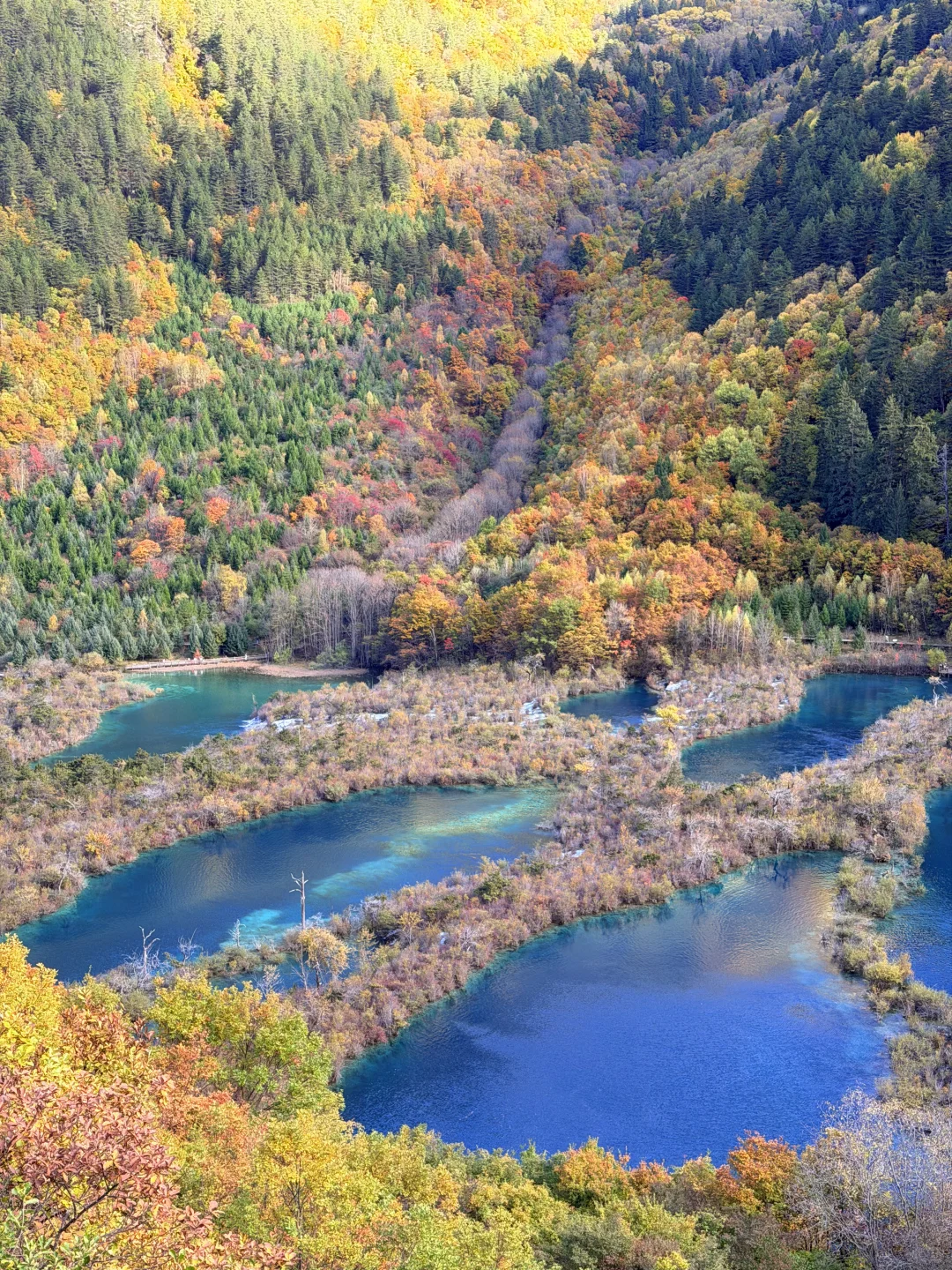 2025九寨沟,彩林最后的盛宴,明年再见👋🏻