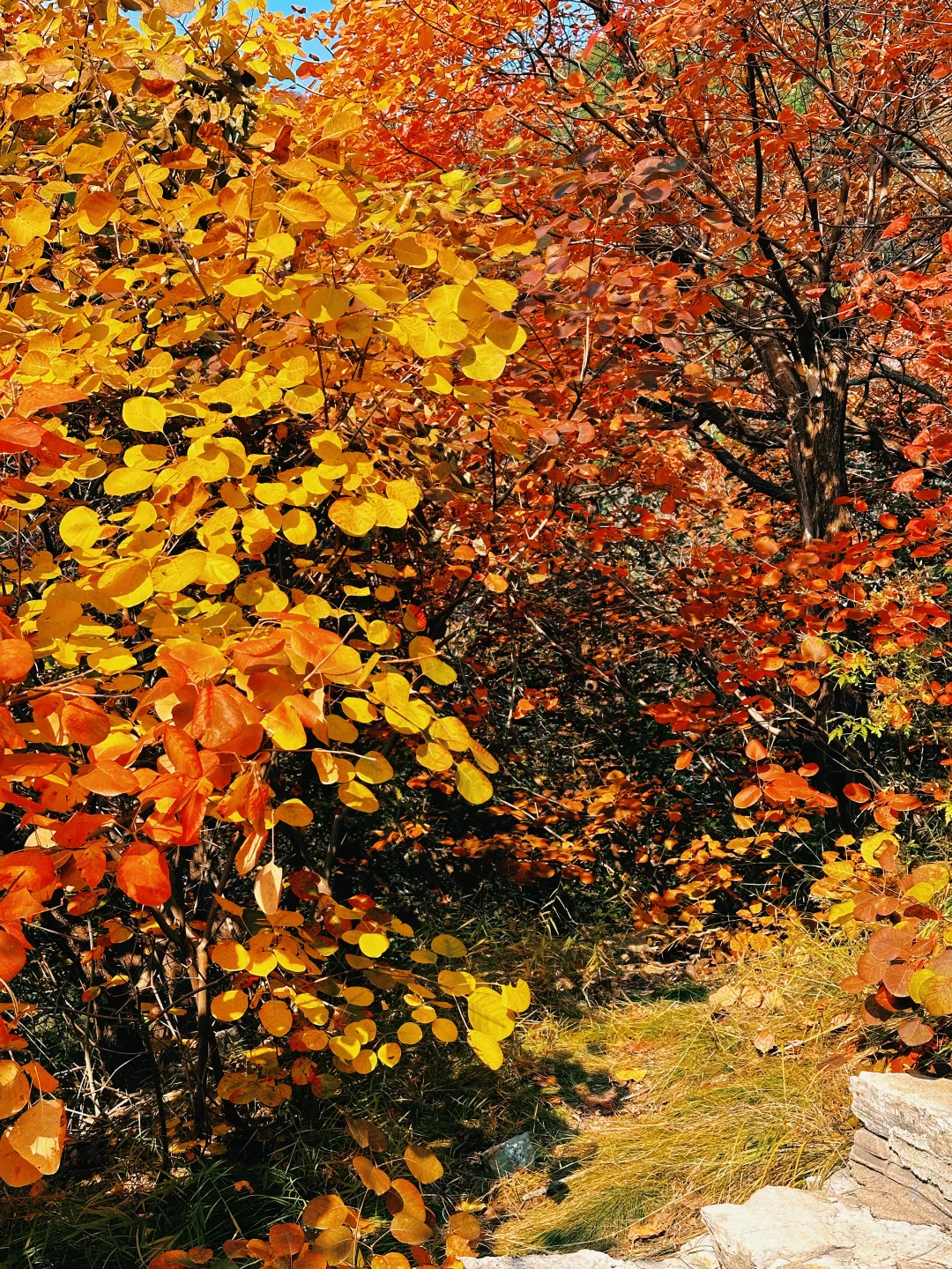 10.27实况！！石门坊红叶浓度已达99.999%