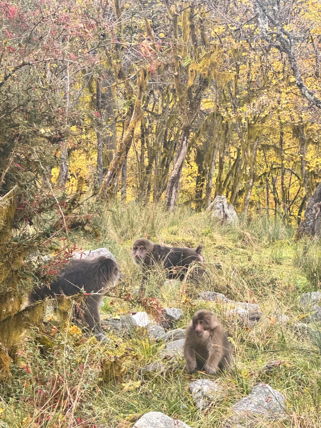喇叭河的藏酋猴🐒 水鹿🦌 小熊猫
