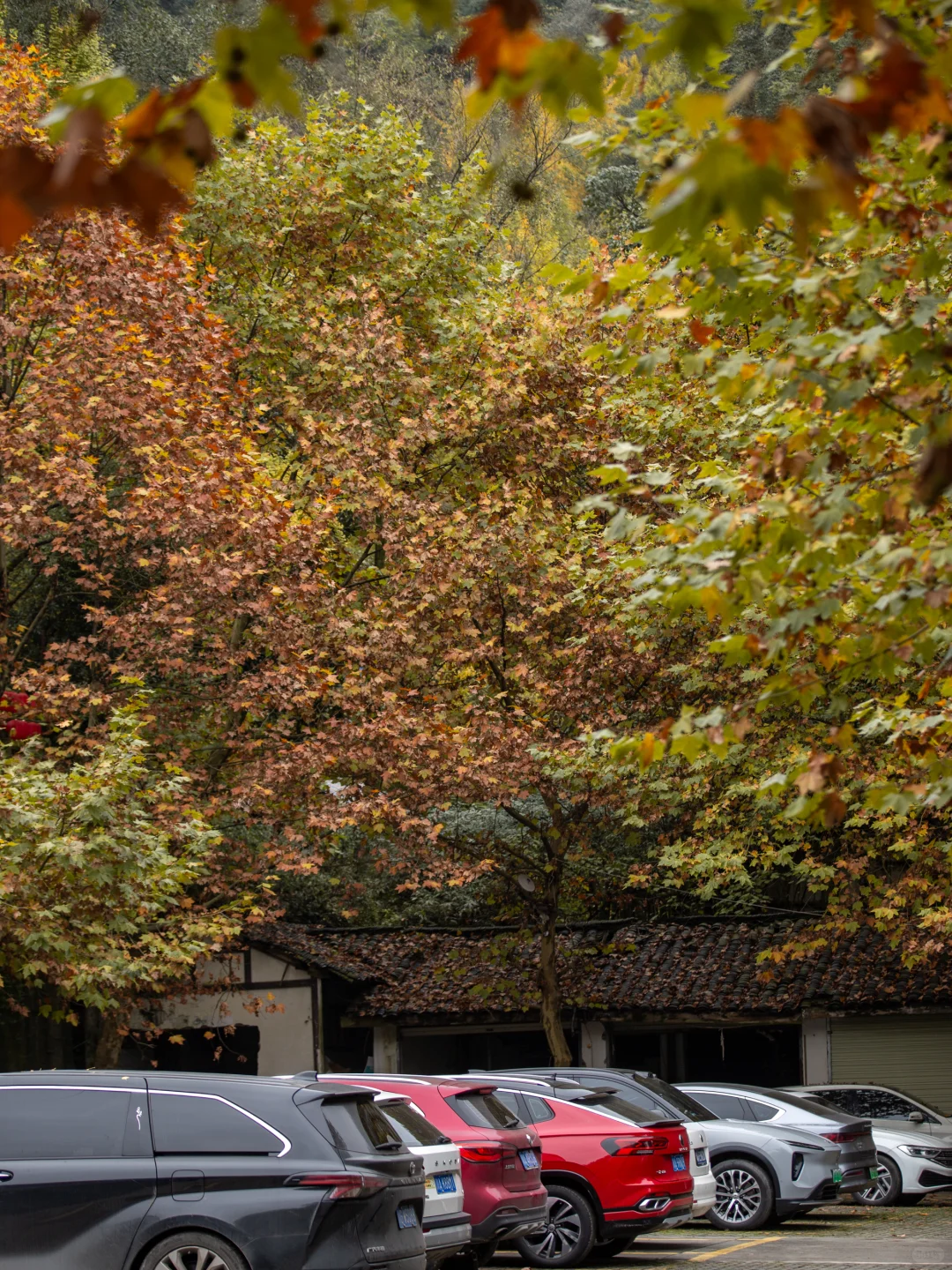 11.11实拍!灵岩寺的银杏浓度已100%!!