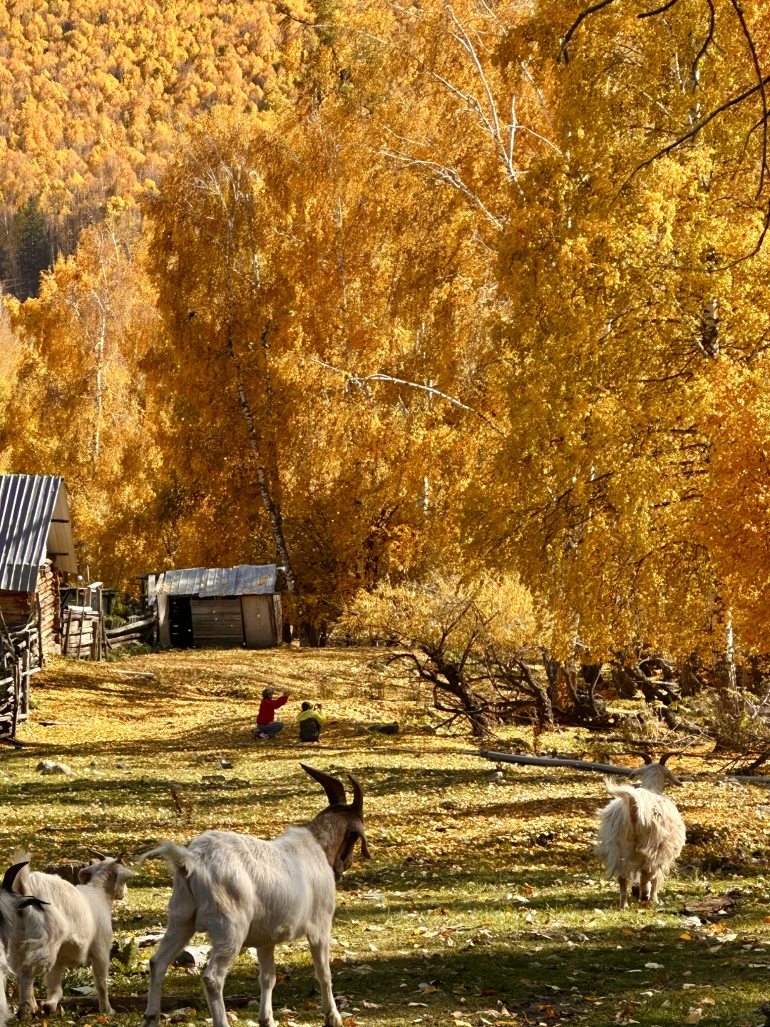 “我应该这辈子都忘不了阿勒泰的秋天了”