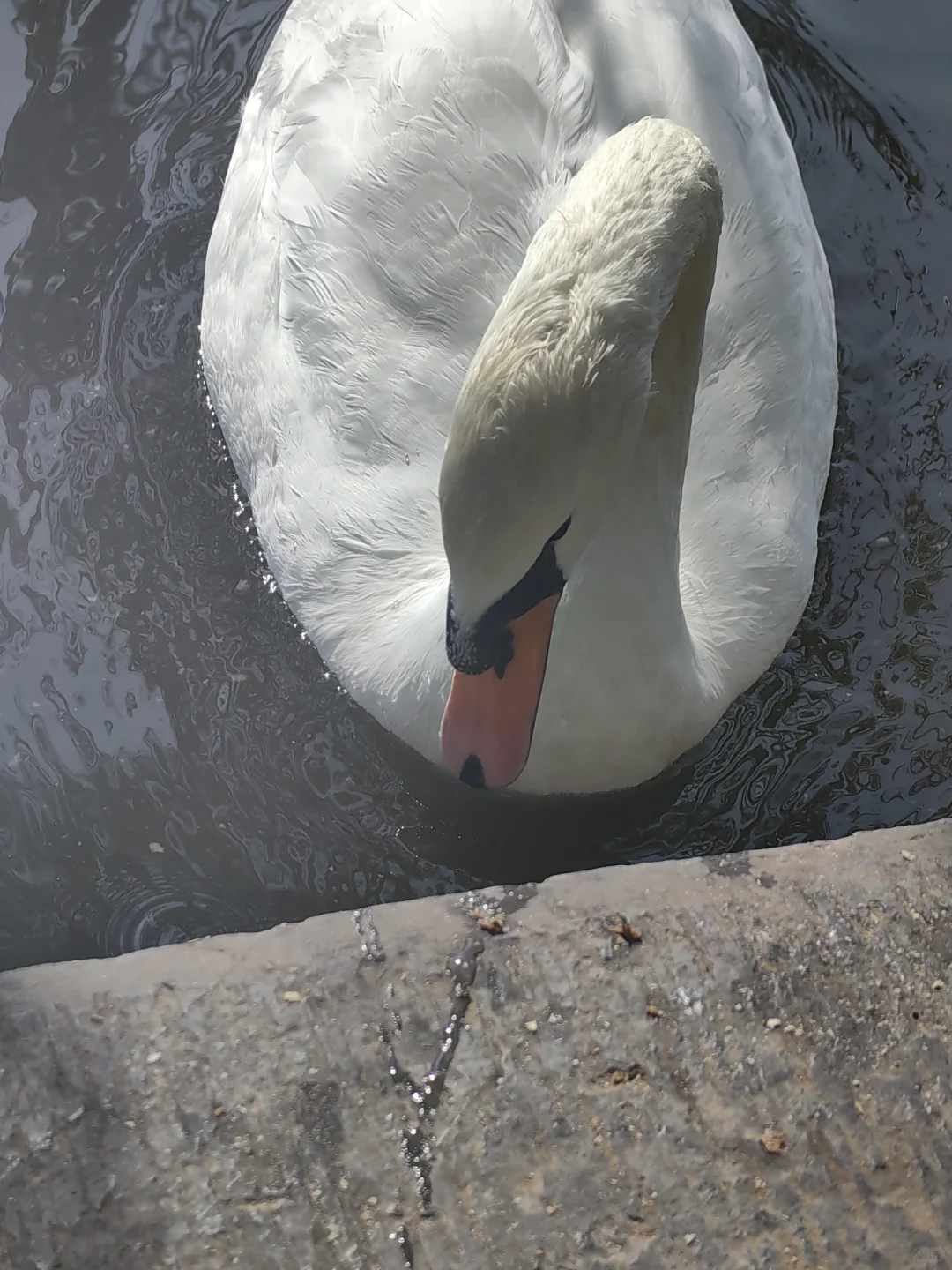 11/13，莫愁湖，乌桕实拍，还有天鹅和猫
