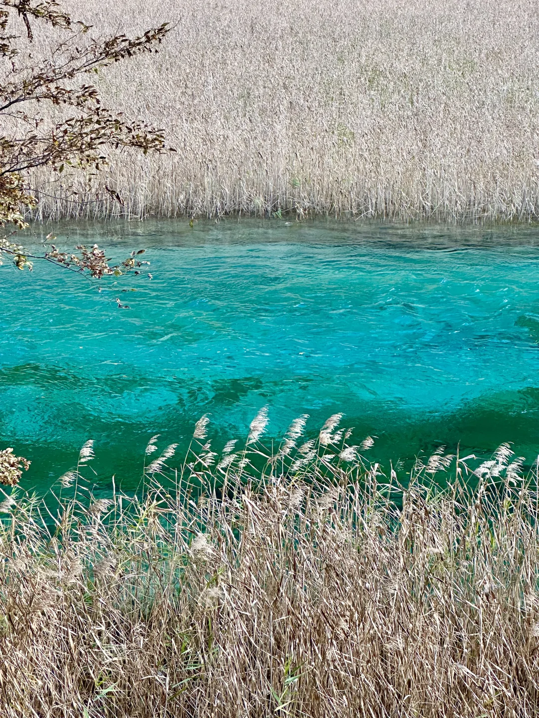 2025九寨沟,彩林最后的盛宴,明年再见👋🏻