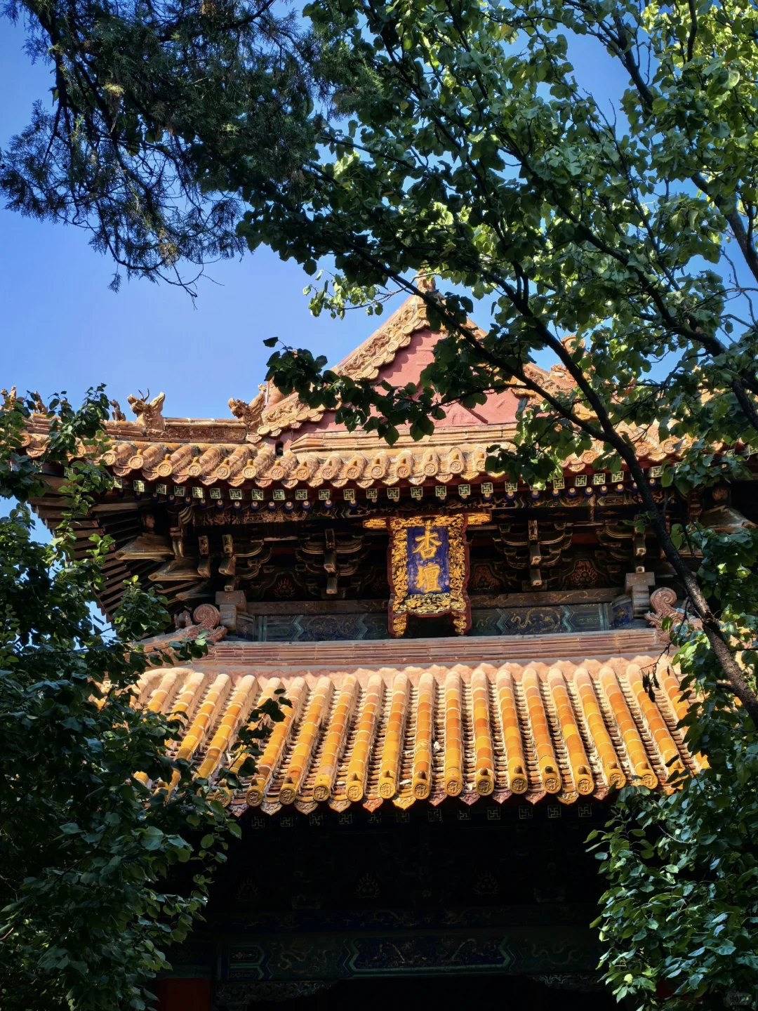 曲阜三孔攻略|不绕路、不踩坑,一篇就够❗