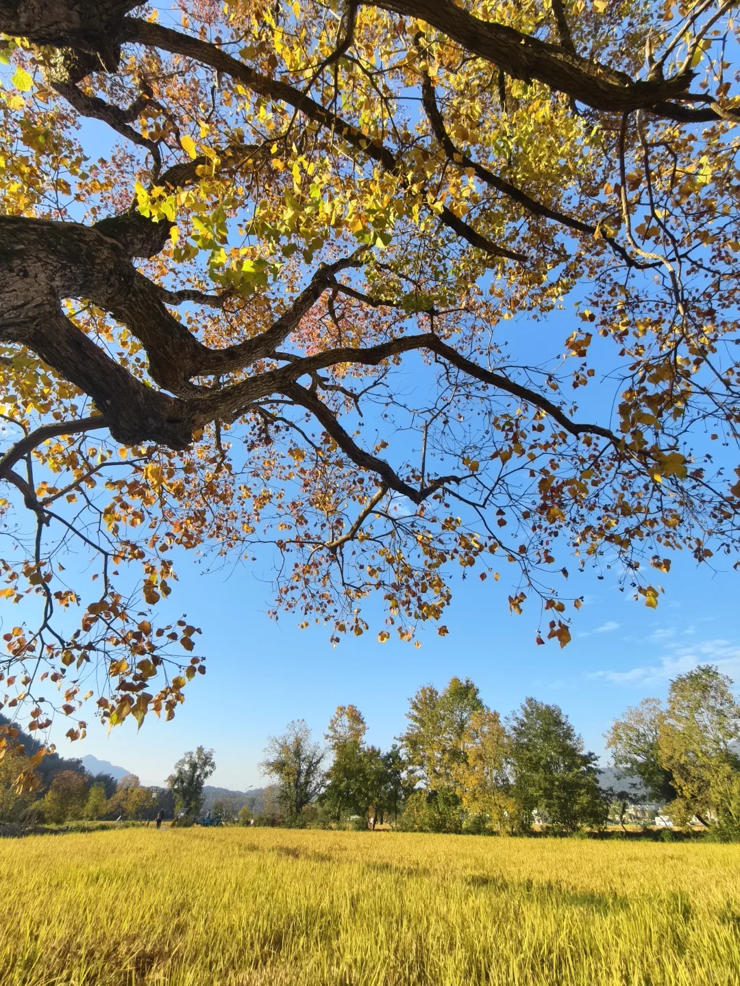 塔川的秋色美翻天～手机原图直出
