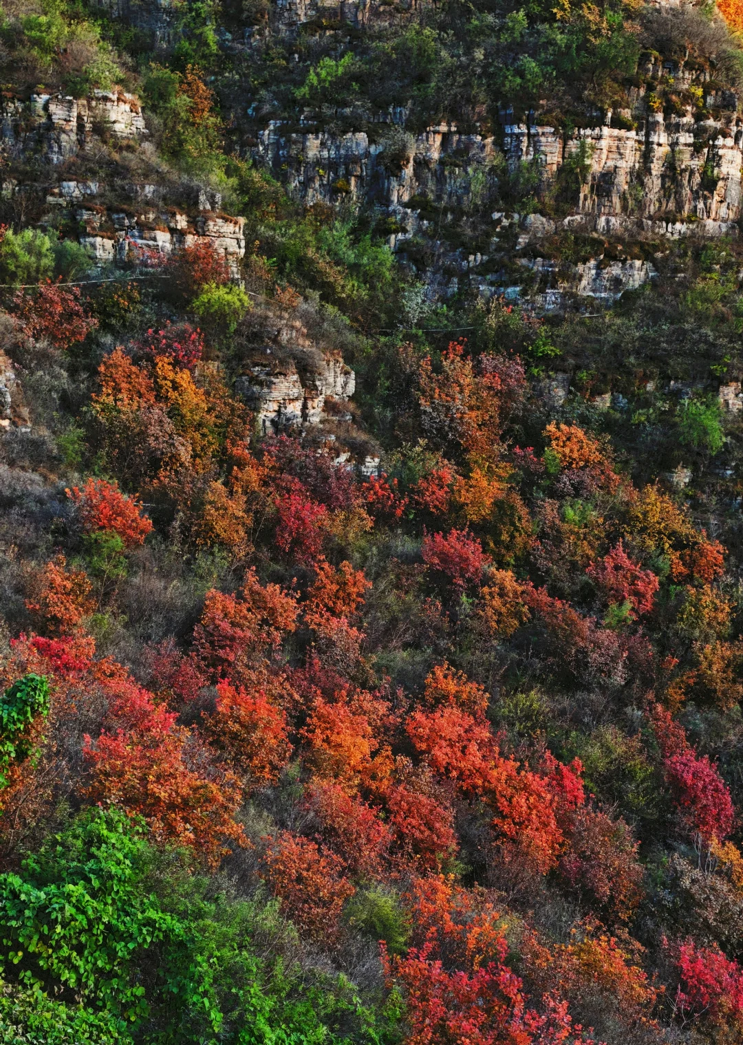 📢实时播报：媳妇岭的红叶已经红啦