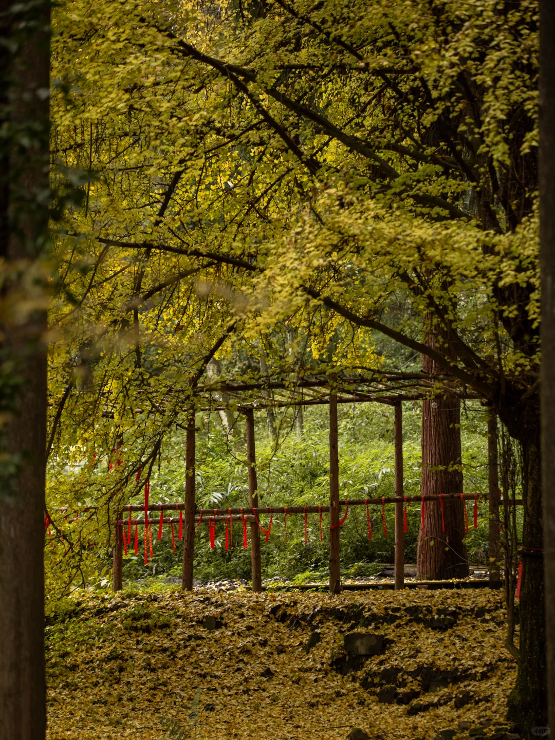 11.11实拍！灵岩寺的银杏浓度已100%！！