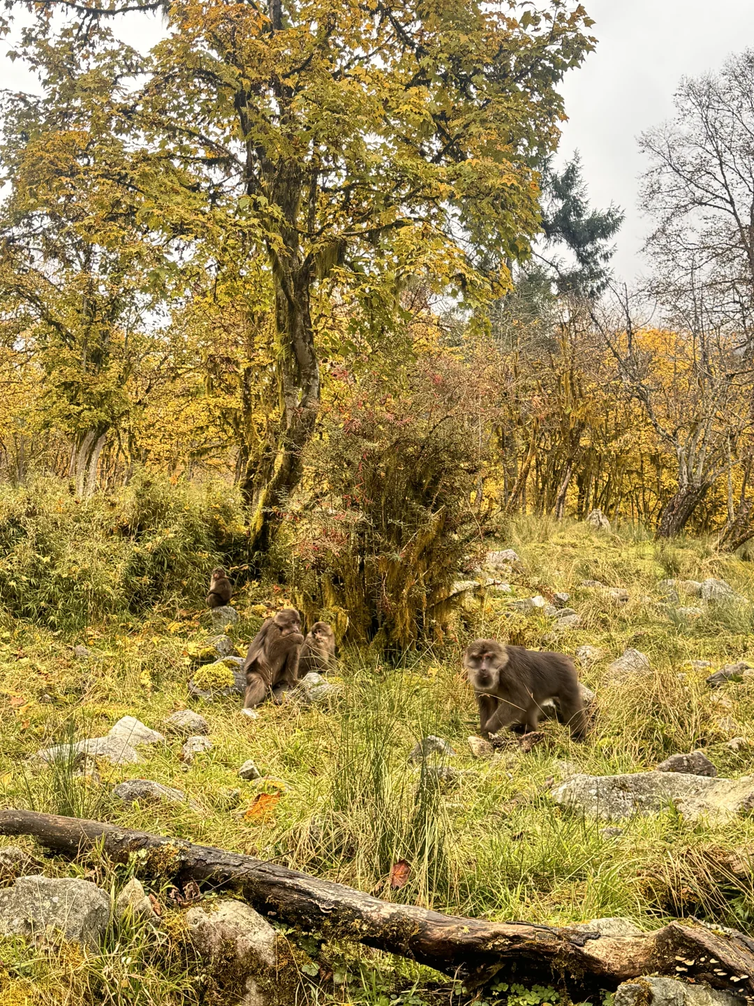 喇叭河的藏酋猴🐒 水鹿🦌 小熊猫