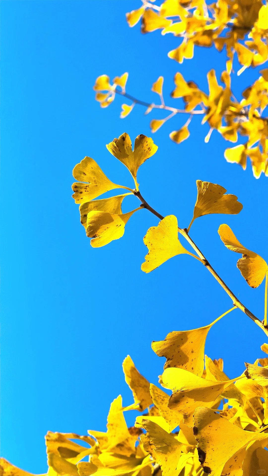 11.2邢台栾卸大家都出片了吗🍂