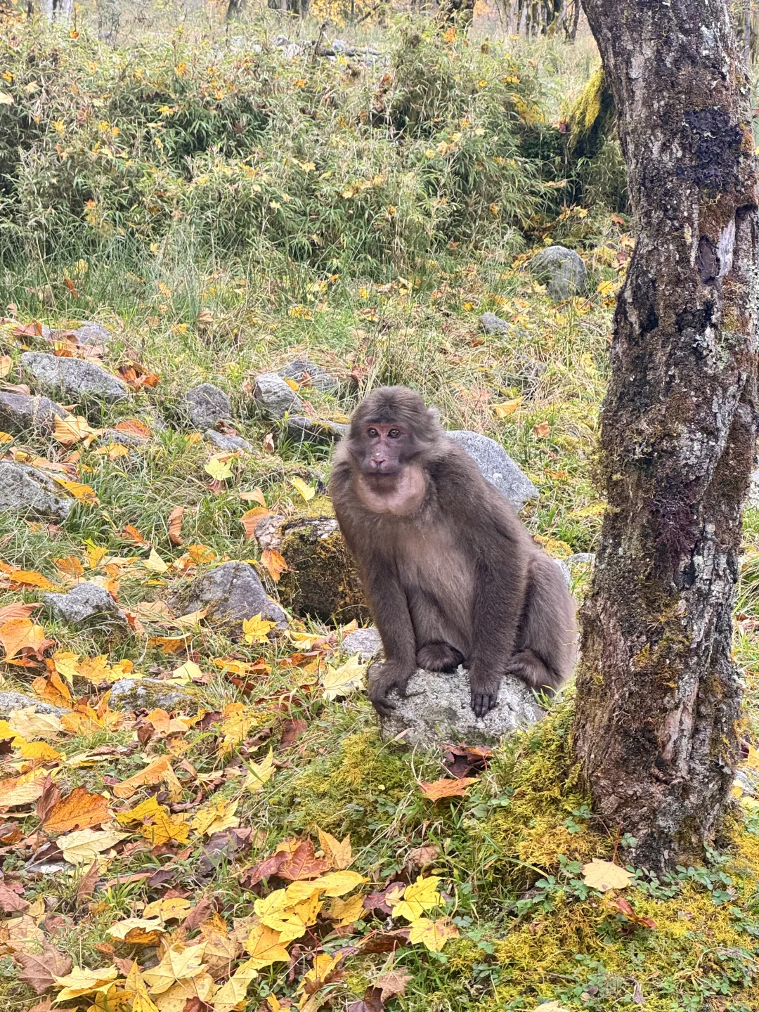 喇叭河的藏酋猴🐒 水鹿🦌 小熊猫