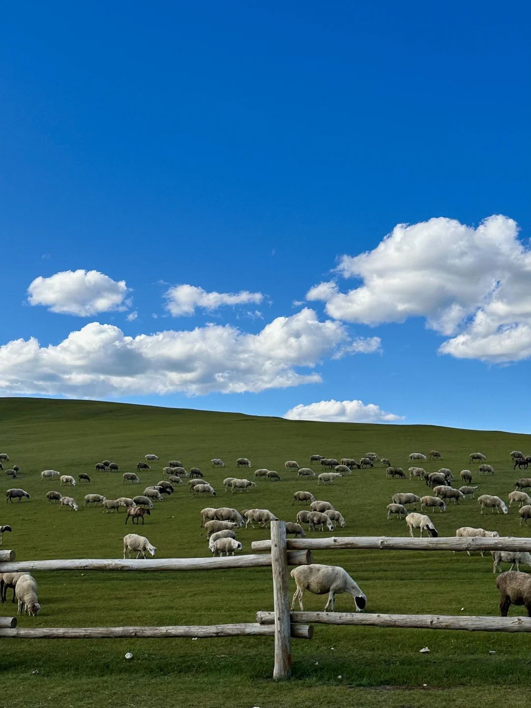 内蒙古莫日格勒河｜原来秋天能有这么多颜色