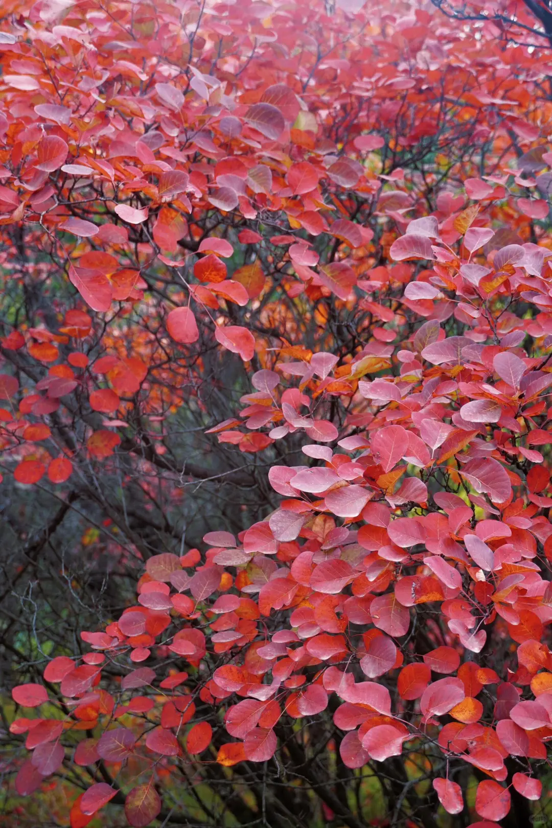 🍁许昌大鸿寨红叶暴击！这秋景美到失语！