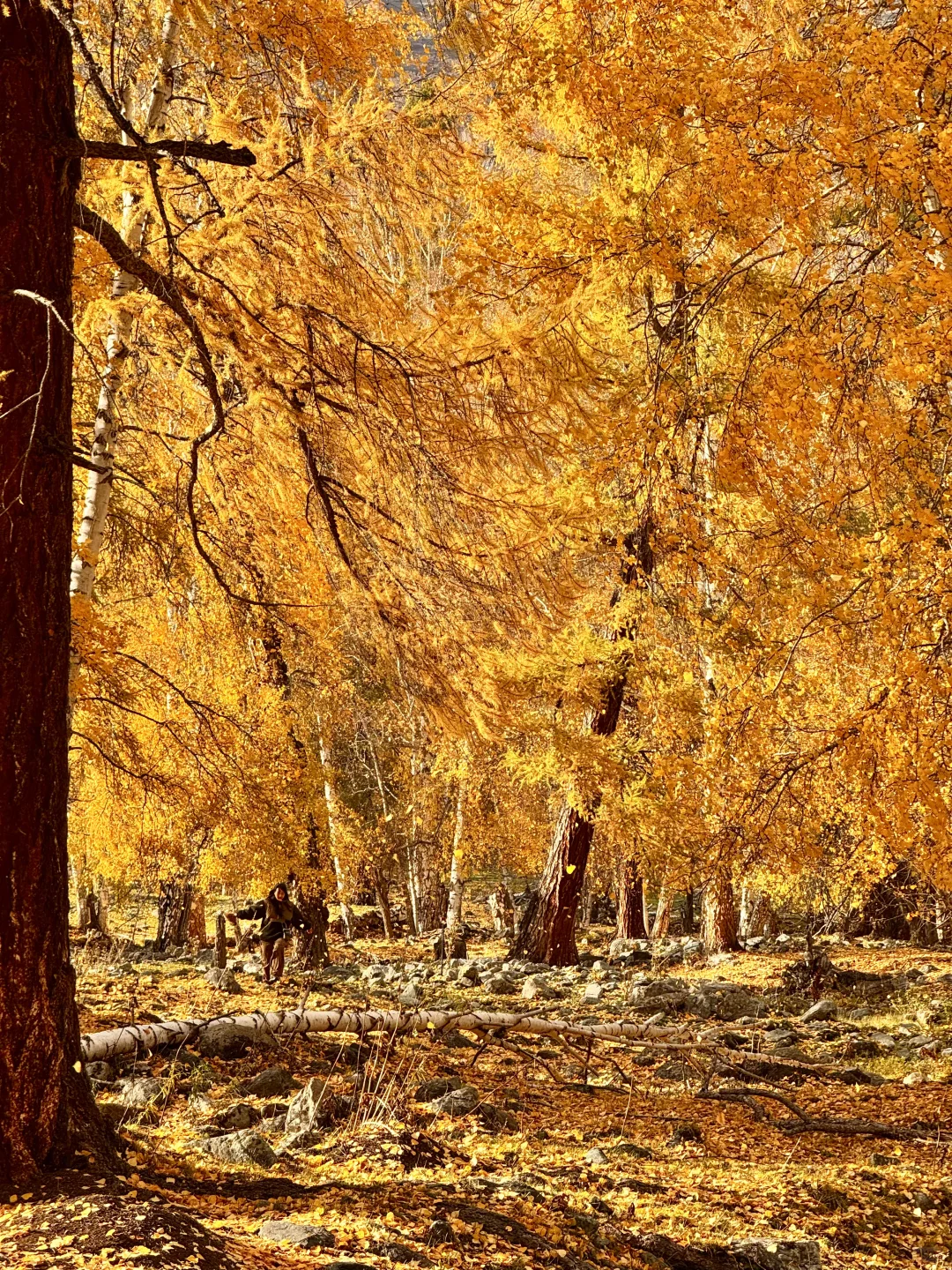 “我应该这辈子都忘不了阿勒泰的秋天了”