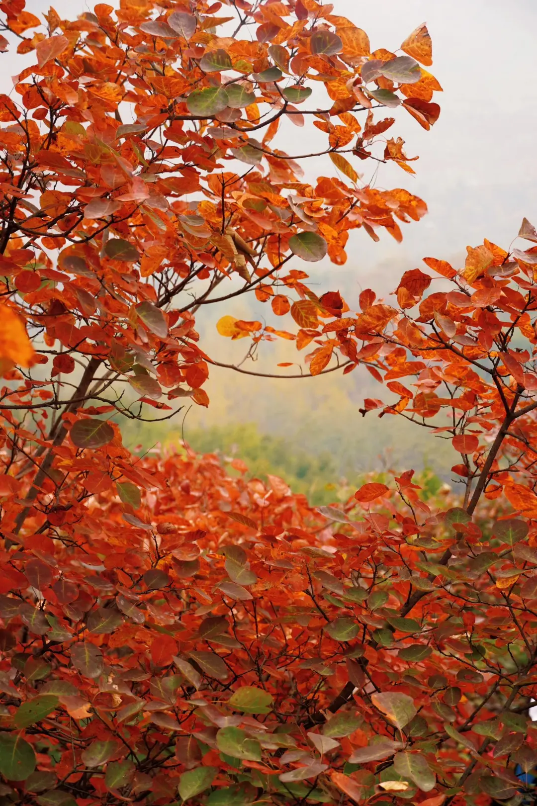 🍁许昌大鸿寨红叶暴击！这秋景美到失语！
