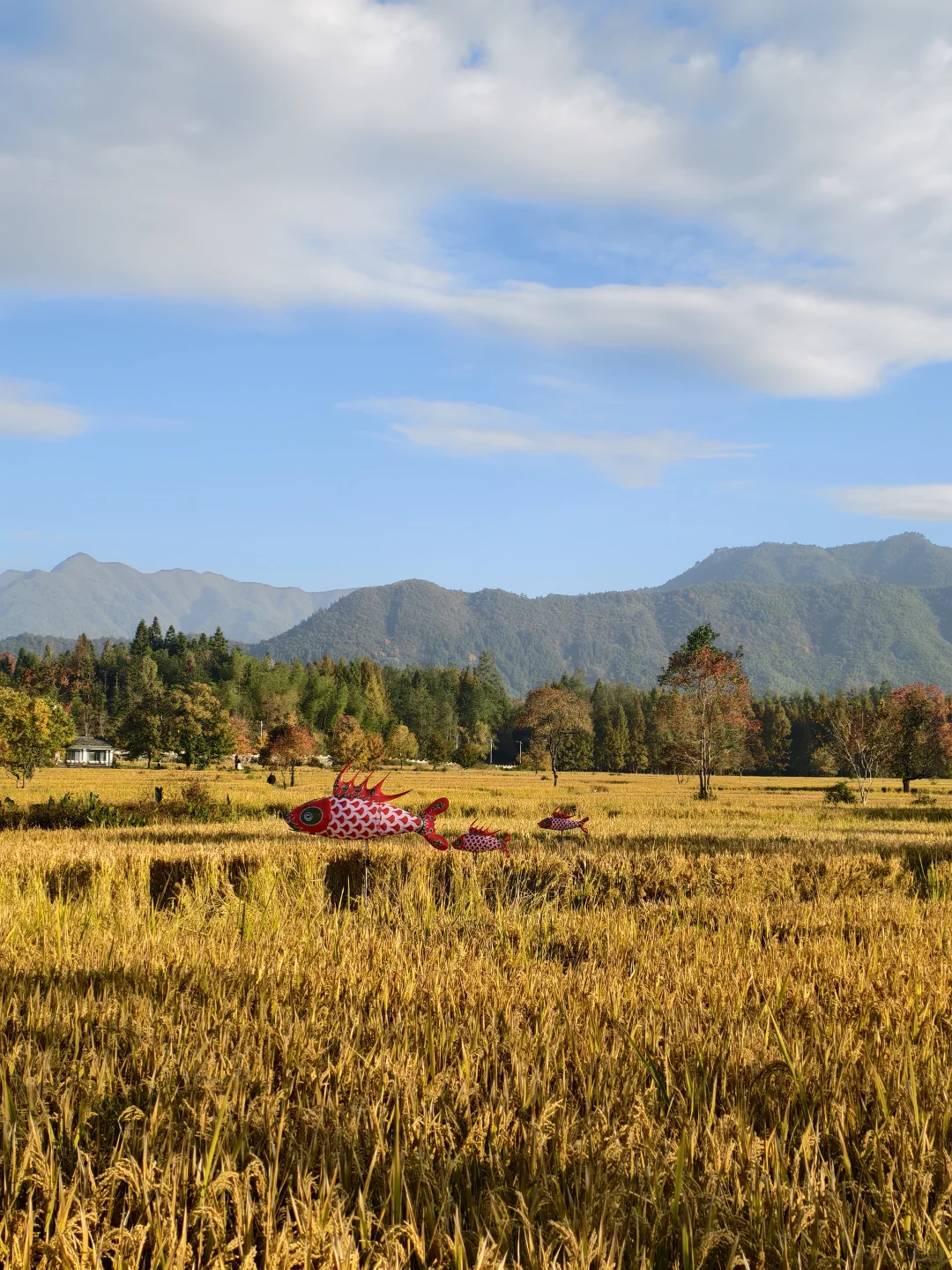 塔川的秋色美翻天～手机原图直出