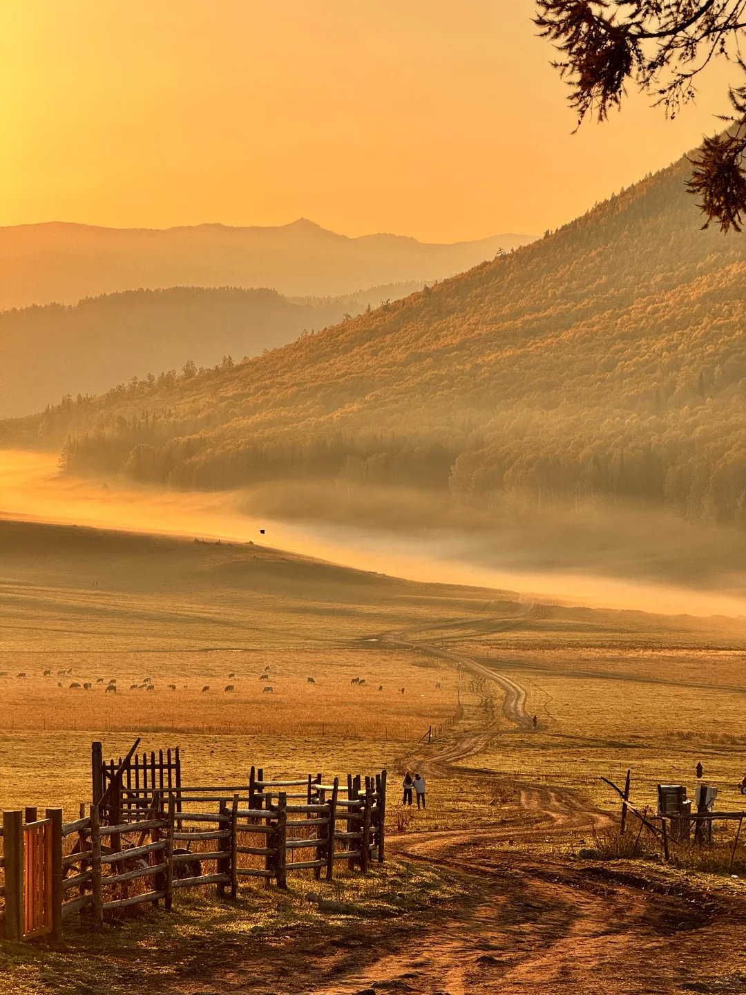 “我应该这辈子都忘不了阿勒泰的秋天了”