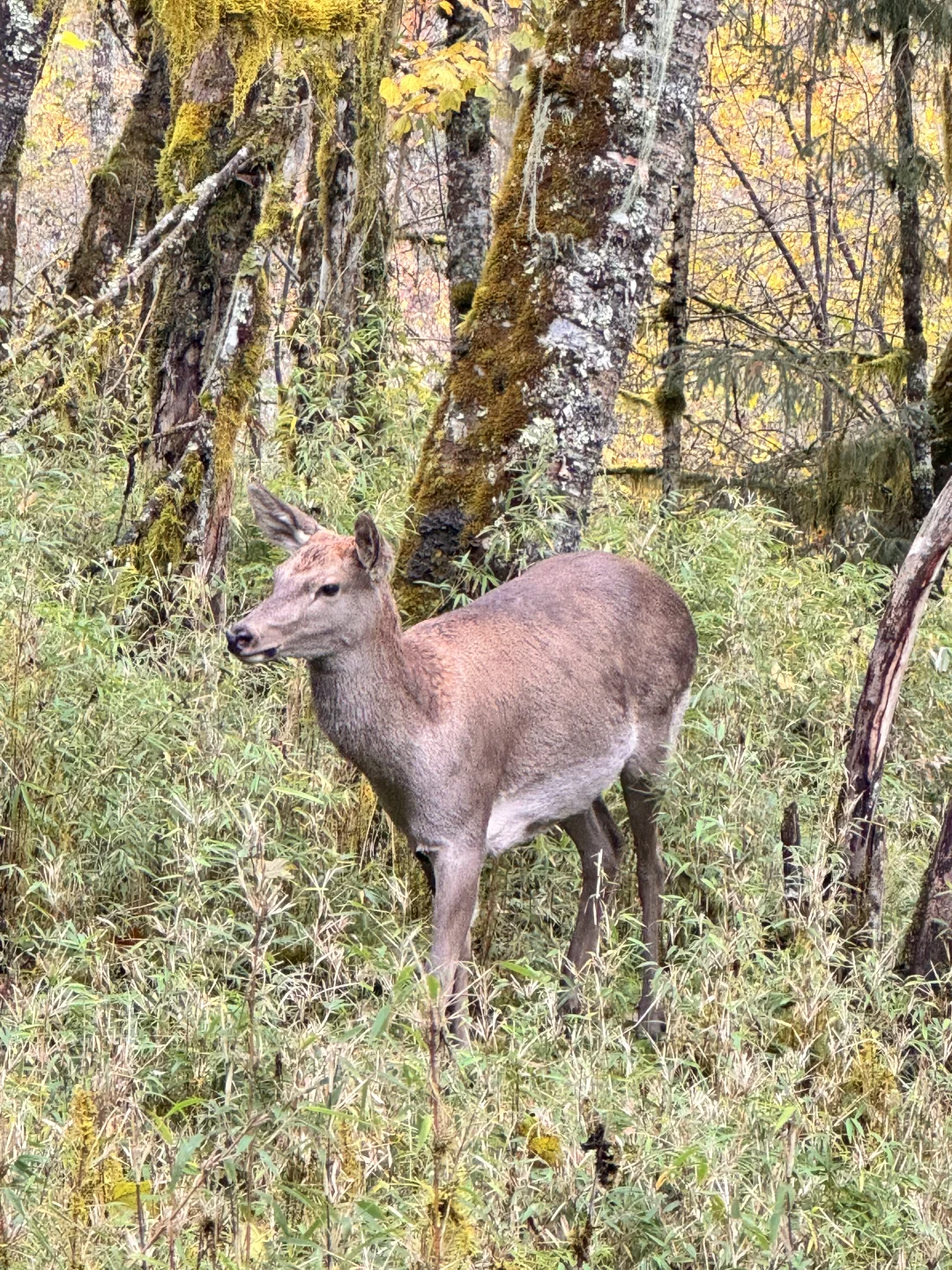喇叭河的藏酋猴🐒 水鹿🦌 小熊猫
