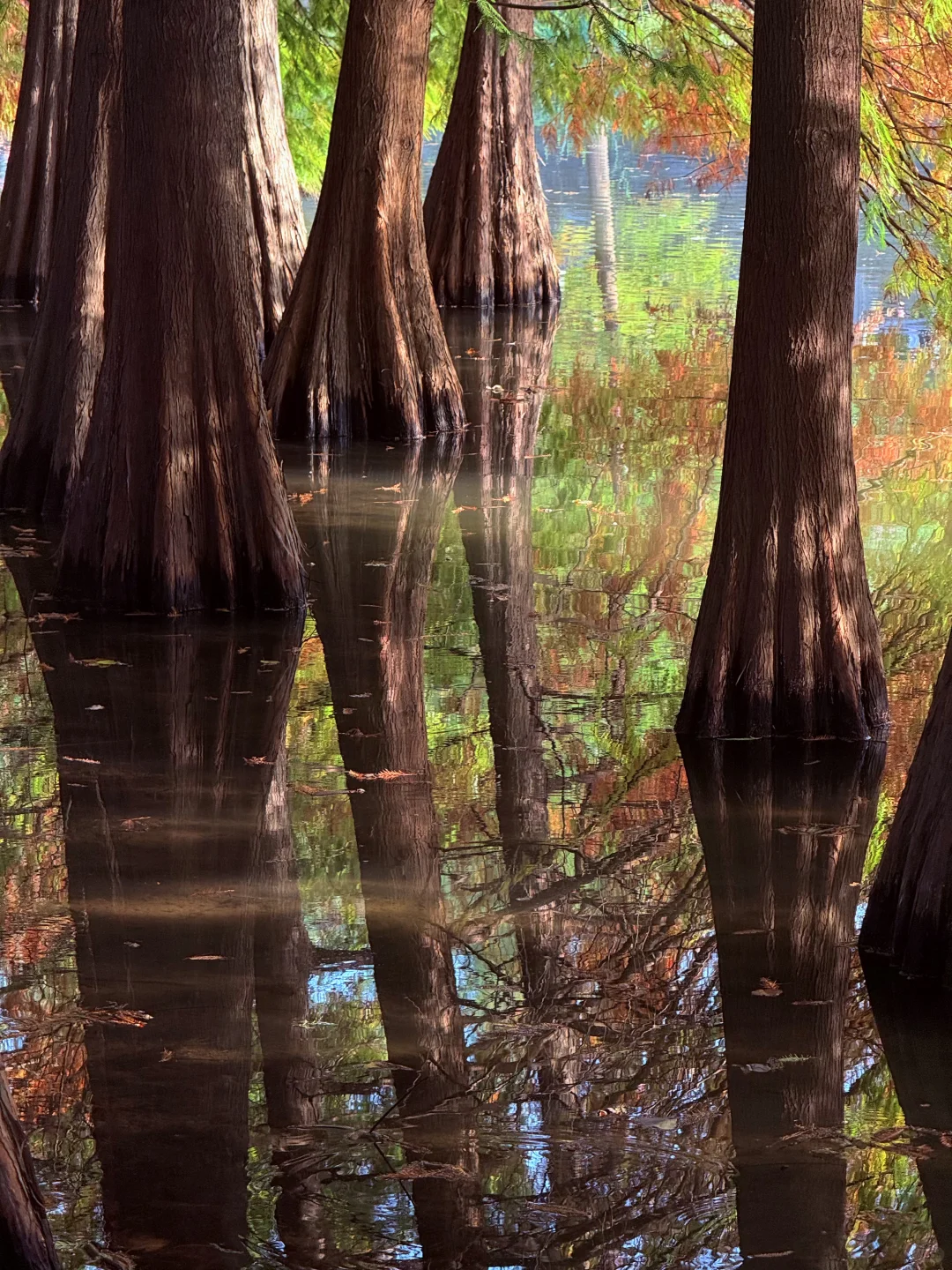 迷失在南京盛大的秋天里