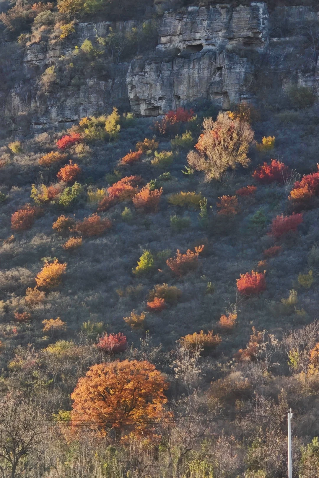 📢实时播报：媳妇岭的红叶已经红啦