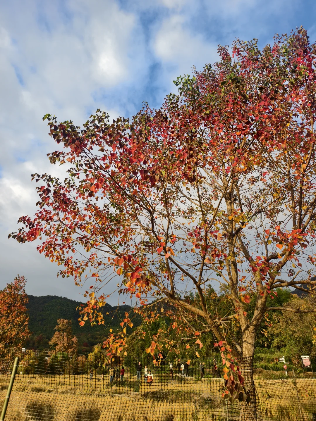塔川的秋色美翻天～手机原图直出