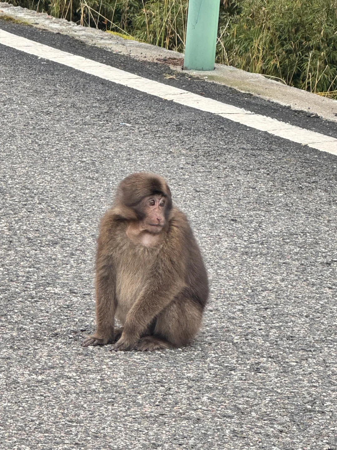 喇叭河的藏酋猴🐒 水鹿🦌 小熊猫