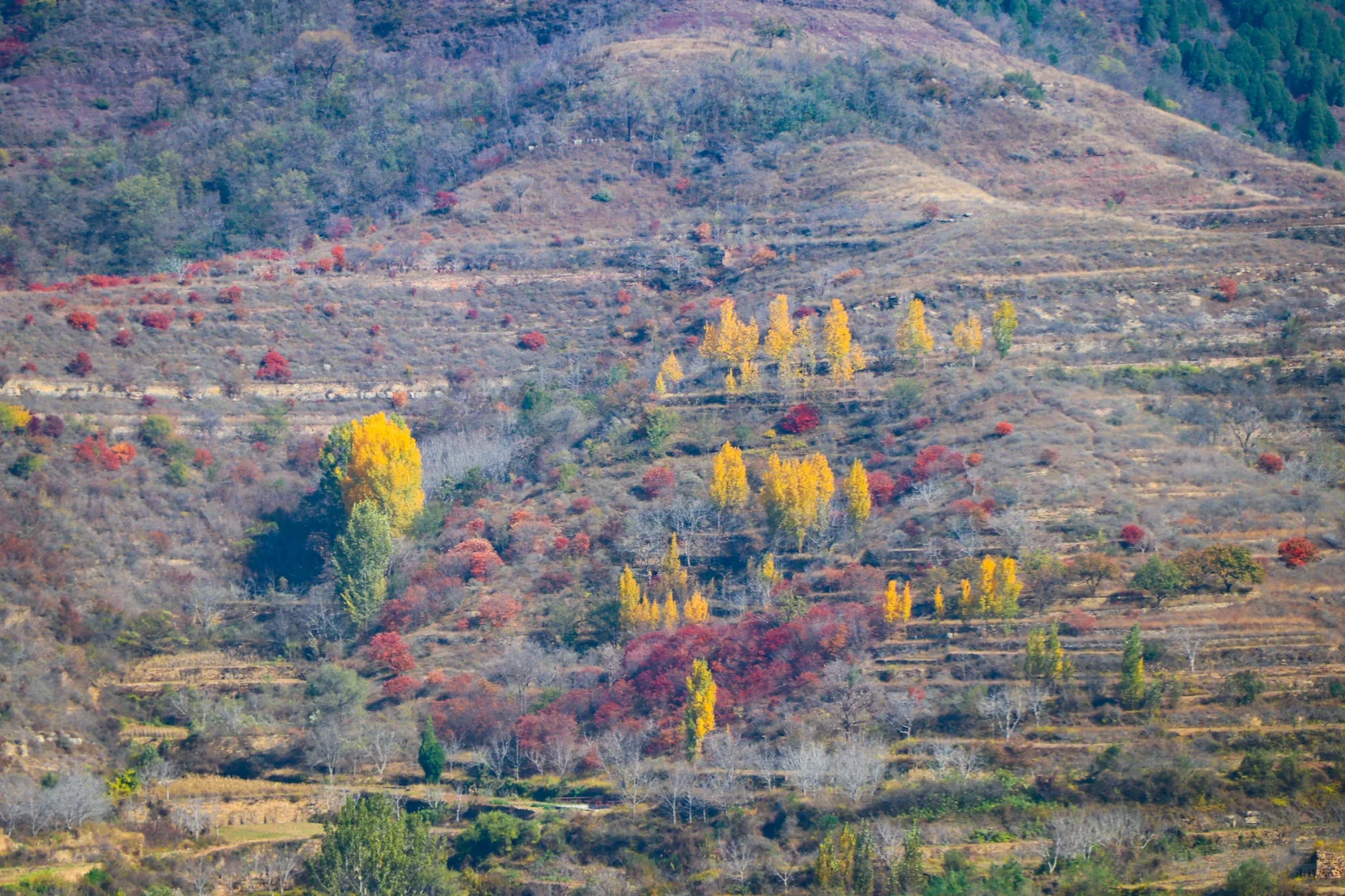 秋日绝美必去路线，济南小漓江红叶全攻略