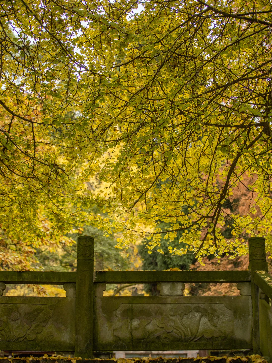 11.11实拍！灵岩寺的银杏浓度已100%！！
