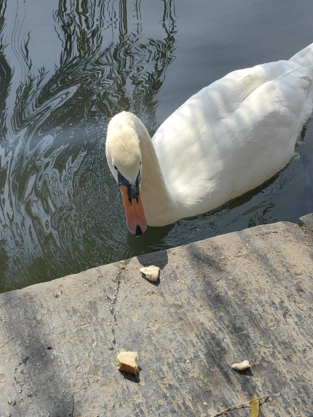 11/13，莫愁湖，乌桕实拍，还有天鹅和猫