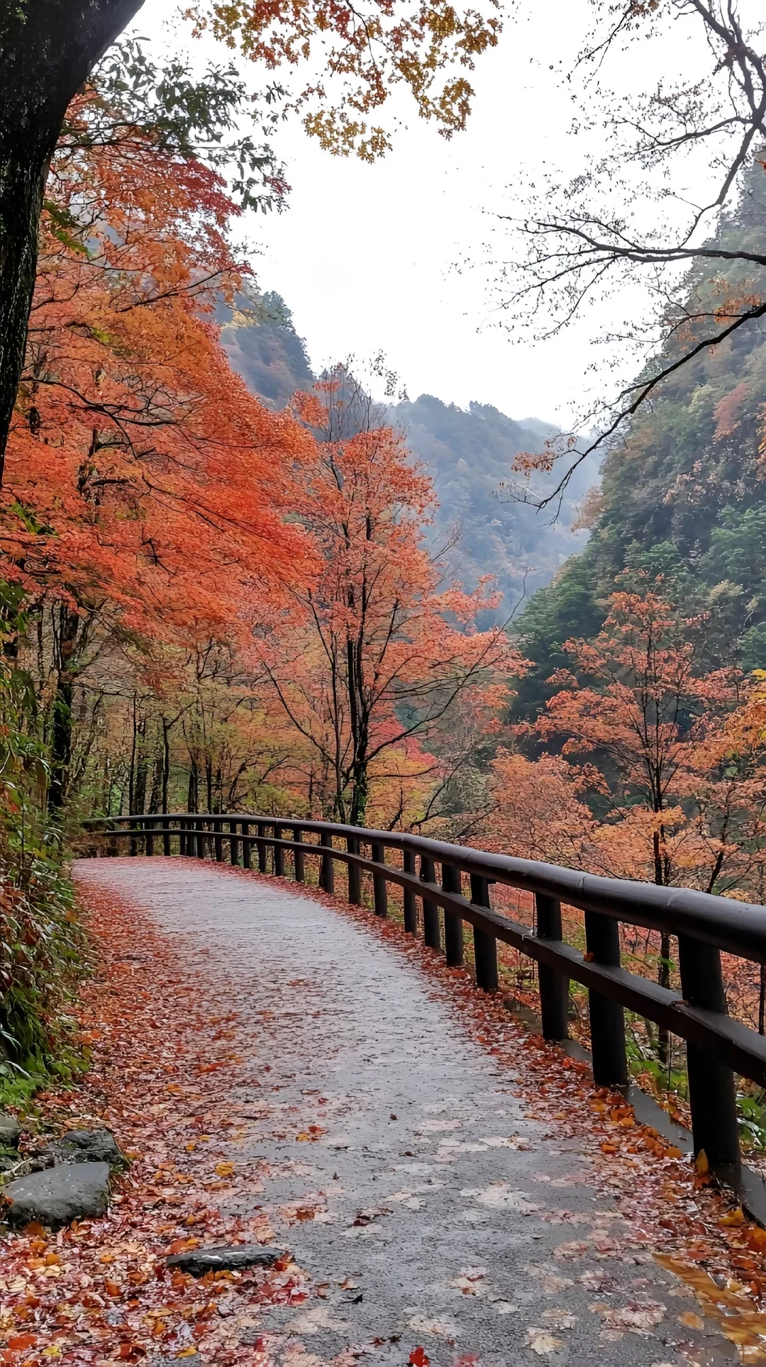 河南免费山顶小草原，不要门票！满山红叶