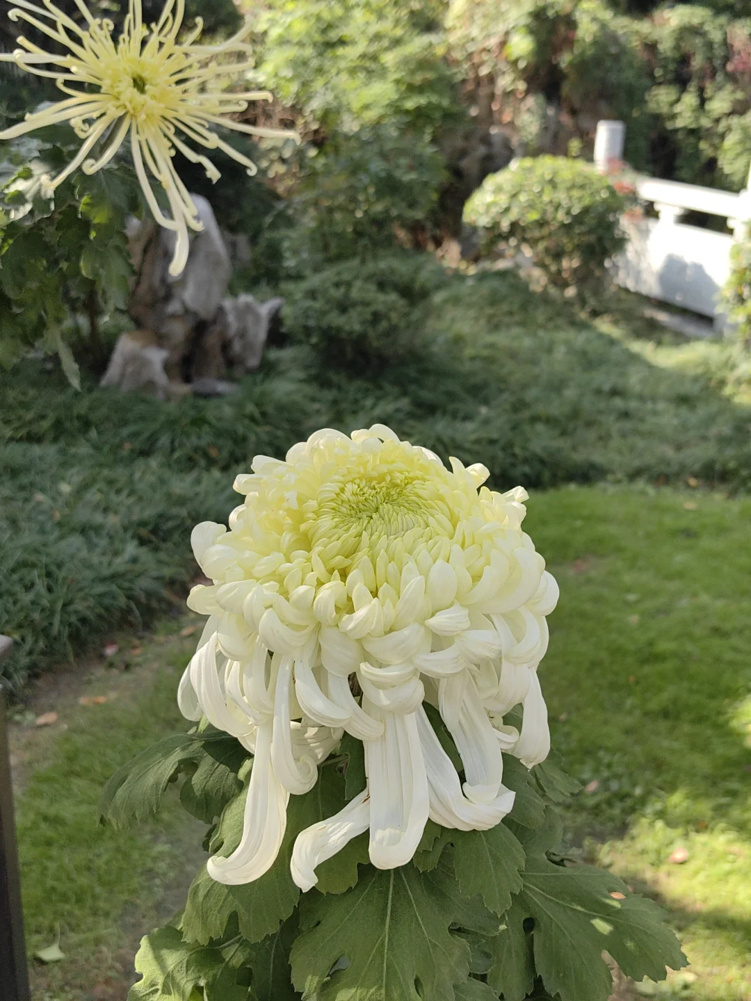 11/13，莫愁湖，乌桕实拍，还有天鹅和猫